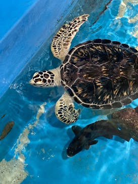 竹島水族館に投稿された画像（2024/10/13）