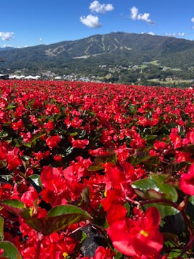 ひるがのピクニックガーデンに投稿された画像（2024/10/13）
