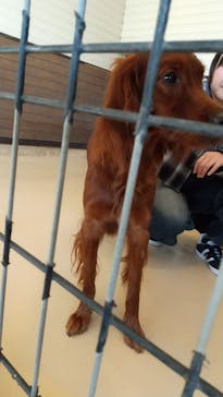 世界の名犬牧場に投稿された画像（2024/10/13）