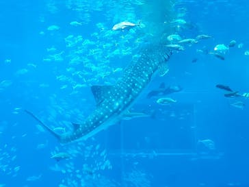 沖縄美ら海水族館に投稿された画像（2024/10/13）