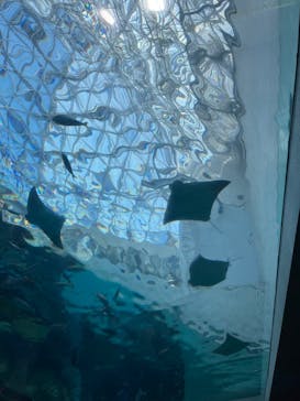 名古屋港水族館に投稿された画像（2024/10/13）