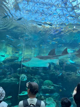 名古屋港水族館に投稿された画像（2024/10/13）