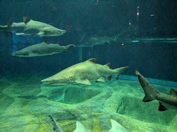 アクアワールド茨城県大洗水族館に投稿された画像（2024/10/13）