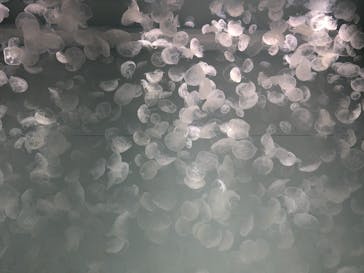 アクアワールド茨城県大洗水族館に投稿された画像（2024/10/13）