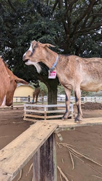 成田ゆめ牧場に投稿された画像（2024/10/13）