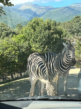 東北サファリパークに投稿された画像（2024/10/13）