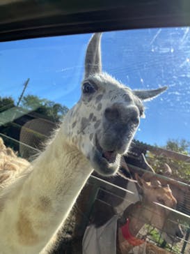 東北サファリパークに投稿された画像（2024/10/13）