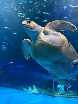 島根県立 しまね海洋館に投稿された画像（2024/10/13）