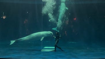 島根県立 しまね海洋館に投稿された画像（2024/10/13）