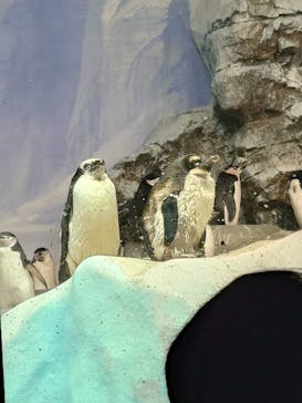 名古屋港水族館に投稿された画像（2024/10/13）