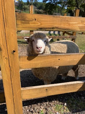 まかいの牧場に投稿された画像（2024/10/13）