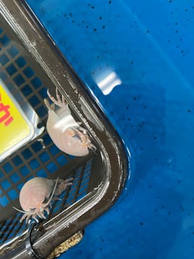 竹島水族館に投稿された画像（2024/10/13）