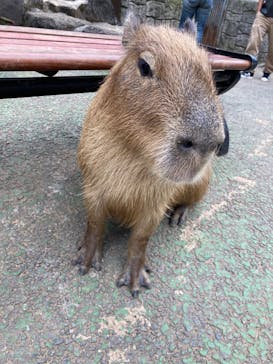 伊豆シャボテン動物公園に投稿された画像（2024/10/13）