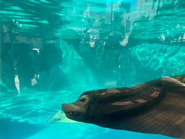 サンシャイン水族館に投稿された画像（2024/10/13）