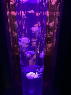 サンシャイン水族館に投稿された画像（2024/10/13）