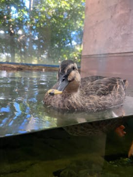 滋賀県立琵琶湖博物館に投稿された画像（2024/10/13）