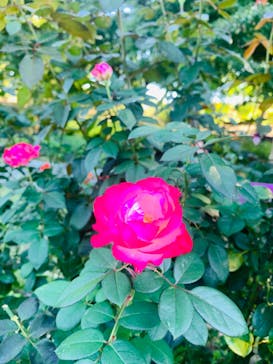 いばらきフラワーパークに投稿された画像（2024/10/13）