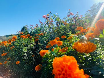 いばらきフラワーパークに投稿された画像（2024/10/13）