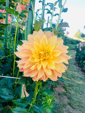 いばらきフラワーパークに投稿された画像（2024/10/13）