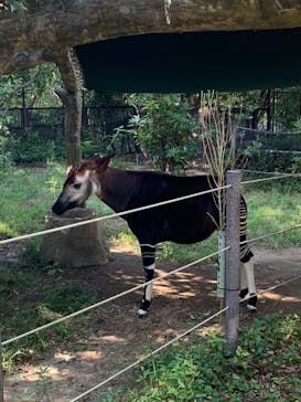 よこはま動物園ズーラシアに投稿された画像（2024/10/13）