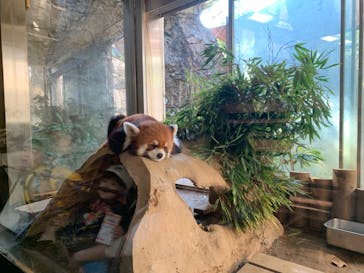 よこはま動物園ズーラシアに投稿された画像（2024/10/13）