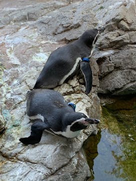 よこはま動物園ズーラシアに投稿された画像（2024/10/13）