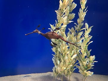 サンシャイン水族館に投稿された画像（2024/10/13）