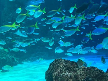 サンシャイン水族館に投稿された画像（2024/10/13）