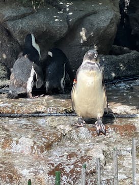 サンシャイン水族館に投稿された画像（2024/10/13）