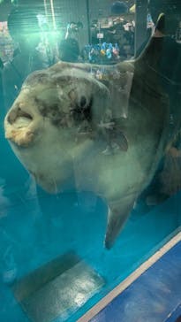越前松島水族館に投稿された画像（2024/10/13）