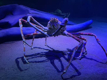 竹島水族館に投稿された画像（2024/10/13）