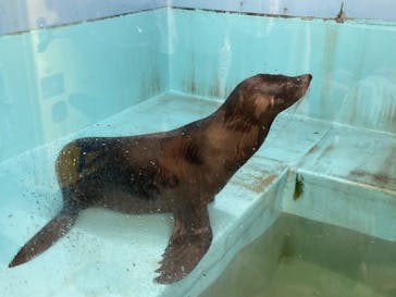 竹島水族館に投稿された画像（2024/10/13）