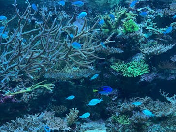 AQUARIUM × ART　atoaに投稿された画像（2024/10/13）