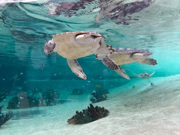 鴨川シーワールドに投稿された画像（2024/10/13）