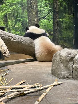 恩賜上野動物園に投稿された画像（2024/10/13）