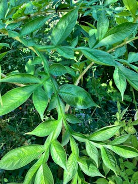 横浜イングリッシュガーデンに投稿された画像（2024/10/13）