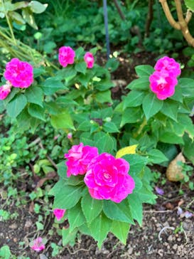 横浜イングリッシュガーデンに投稿された画像（2024/10/13）