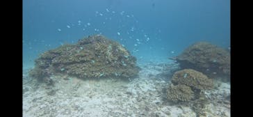 青の洞窟専門店　沖縄ダイビングショップ和に投稿された画像（2024/10/13）