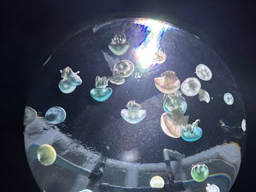 サンシャイン水族館に投稿された画像（2024/10/13）