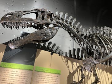 福井県立恐竜博物館に投稿された画像（2024/10/13）
