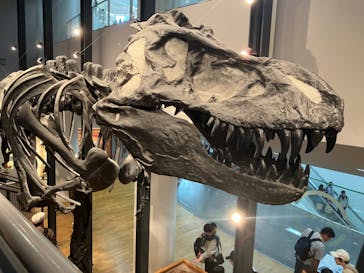 福井県立恐竜博物館に投稿された画像（2024/10/13）