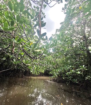 西表島 ADVENTURE PiPi（アドベンチャーピピ）に投稿された画像（2024/10/13）