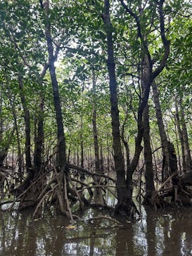 西表島 ADVENTURE PiPi（アドベンチャーピピ）に投稿された画像（2024/10/13）