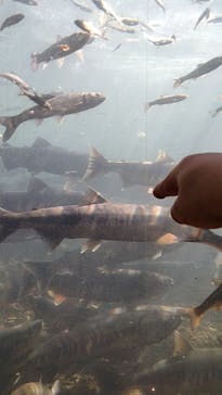 サケのふるさと 千歳水族館に投稿された画像（2024/10/13）