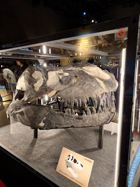 福井県立恐竜博物館に投稿された画像（2024/10/13）