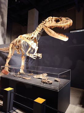 福井県立恐竜博物館に投稿された画像（2024/10/13）