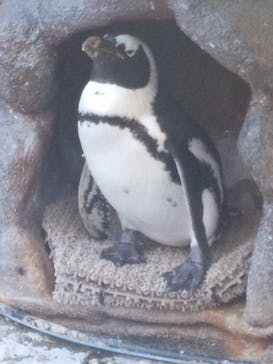 サンシャイン水族館に投稿された画像（2024/10/13）