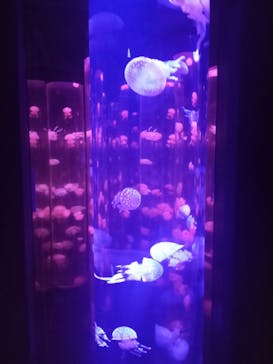 サンシャイン水族館に投稿された画像（2024/10/13）