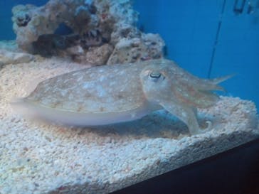 サンシャイン水族館に投稿された画像（2024/10/13）