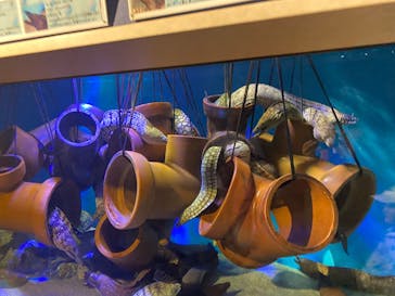 竹島水族館に投稿された画像（2024/10/13）